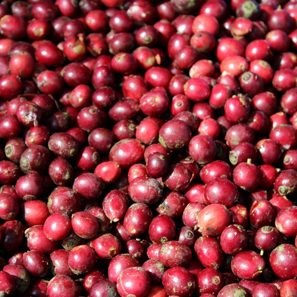 Wayanad - Espresso - Dunkle Schokolade mit Walnuss und Tiefe