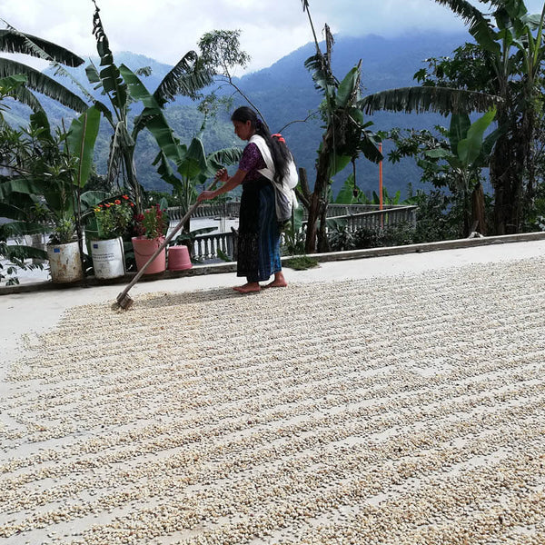Kaffeetrocknung in Guatemala