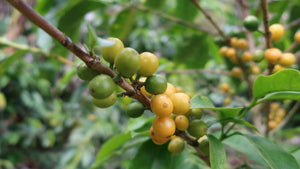 Kooperative Aprolma in Honduras
