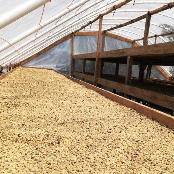 Kaffeetrocknung bei Aprolma