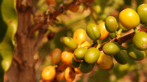 Kaffeepflanzen der Kooperative Coopfam in Brasilien