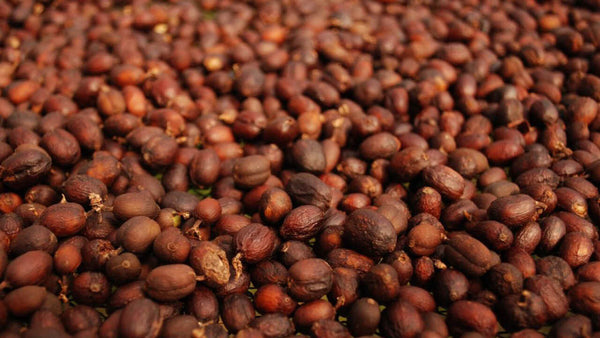 Kaffeebohnen der Kooperative Coopfam in Brasilien