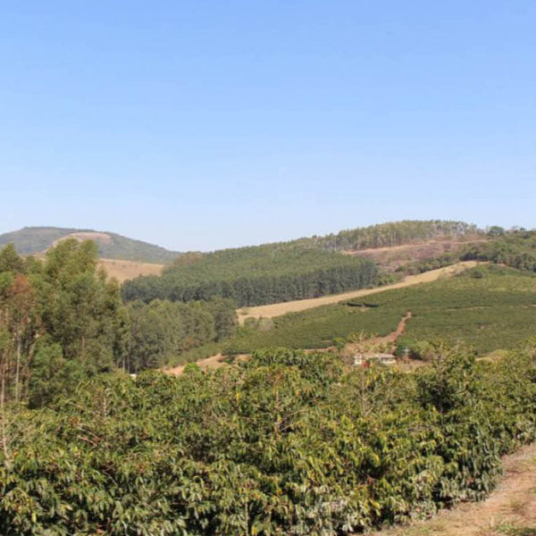 Anbaugebiet der Kooperative Coopfam in Brasilien