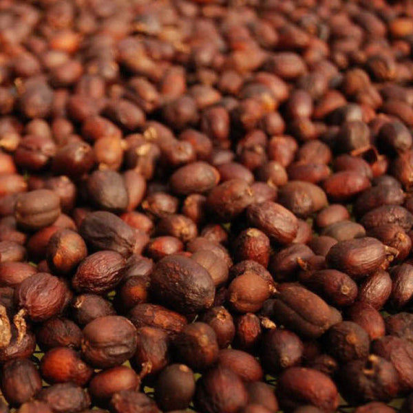 Coopfam Kaffeekirschen