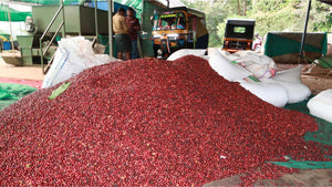 Kooperative Organic Wayanad in Indien