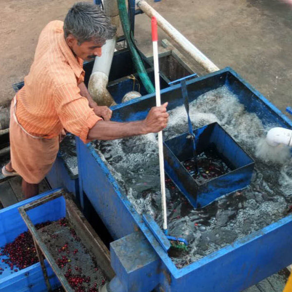 Wayanad - Espresso - Dunkle Schokolade mit Walnuss und Tiefe