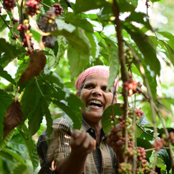 Mitarbeiterin der Kooperative Organic Wayanad in Indien