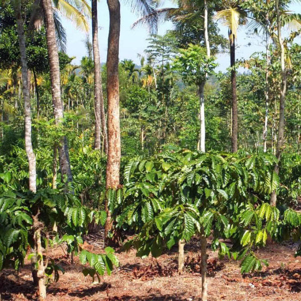 Plantage Organic Wayanad in Indien