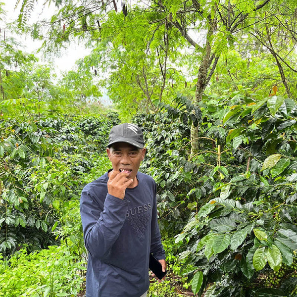 Anbaugebiet von Permata Gayo in Indonesien/Sumatra