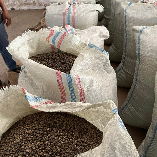 Kaffeeernte der Kooperative Permata Gayo