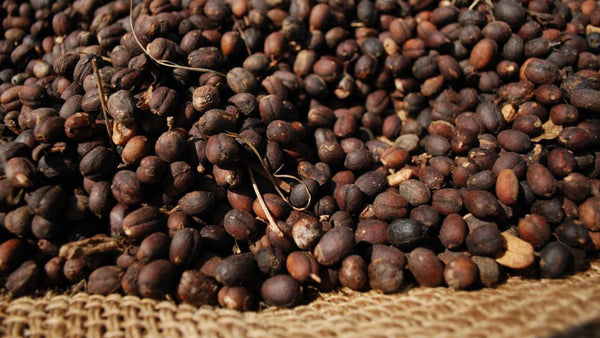 Kaffeebohnen der Kooperative Taramesa in Äthiopien