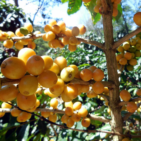 Yellow Catuai in Äthiopien