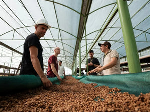 Natural, Washed, Honey: So wird Kaffee aufbereitet