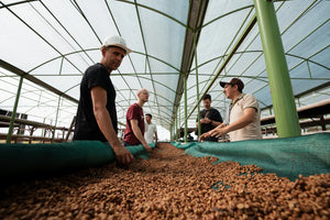 Bio Espresso Bohnen von Cenfrocafé in Peru liegen im Trockenbett.