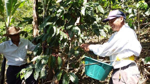 Kooperative ADEBIPROM in Guatemala