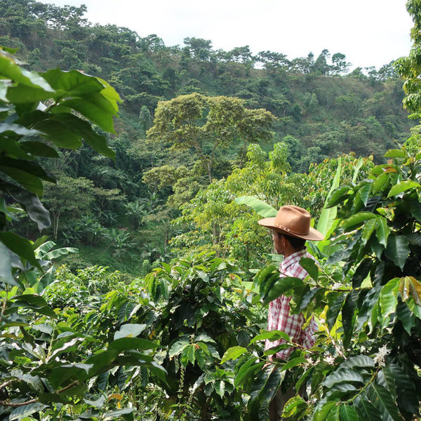 Kaffee-Anbaugebiet in Guatemala
