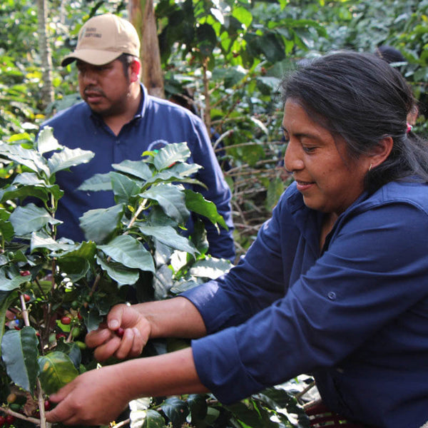 Ernte bei Adebiprom in Guatemala