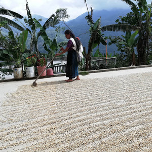 Plantage ADEBIPROM in Guatemala