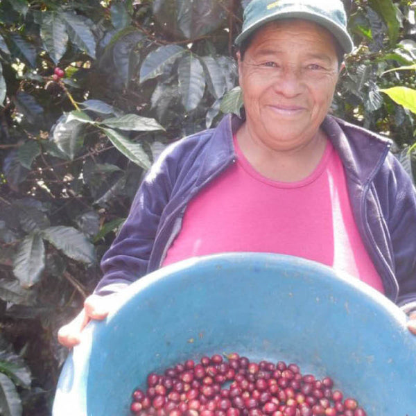 Kaffeeernte bei der Kooperative Aprolma in Honduras
