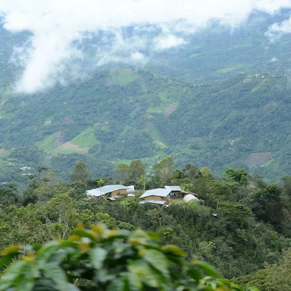 Cenfro Kaffeeplantage in Peru