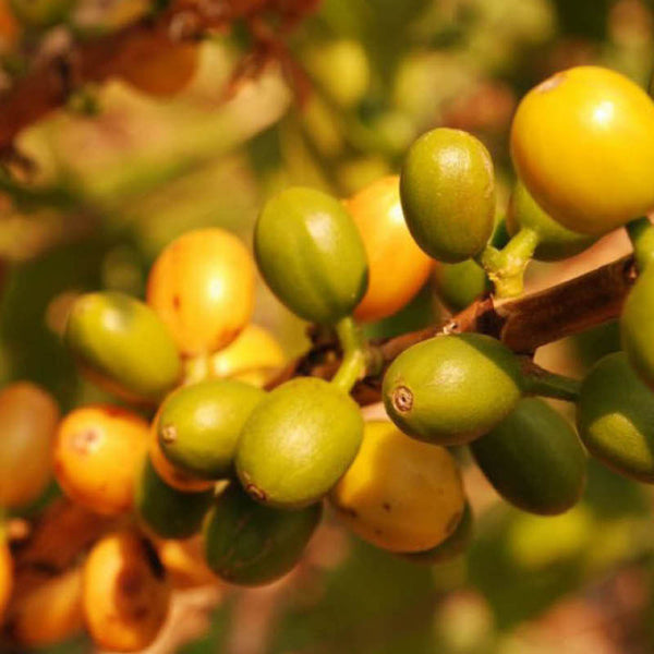Kaffeepflanze der Kooperative Coopfam