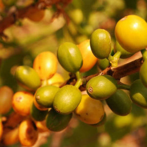 Filter - Coopfam - Schokolade und Macadamia mit süßer Tiefe