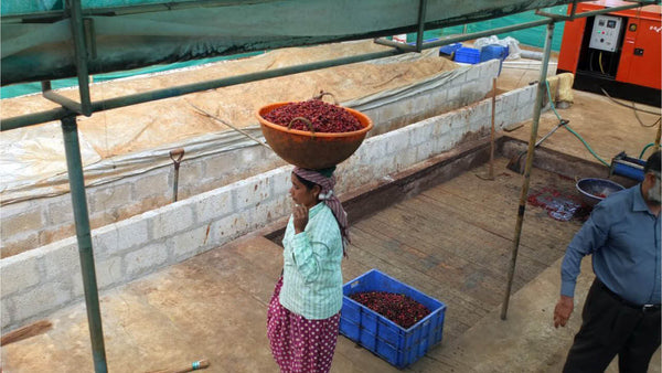Kooperative Organic Wayanad in Indien