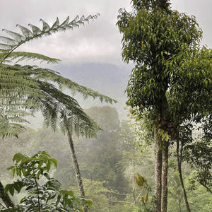Kaffee-Anbaugebiet auf Sumatra in Indonesien