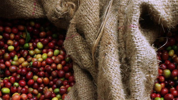 Kaffeebohnen der Kooperative Shilicho in Äthiopien