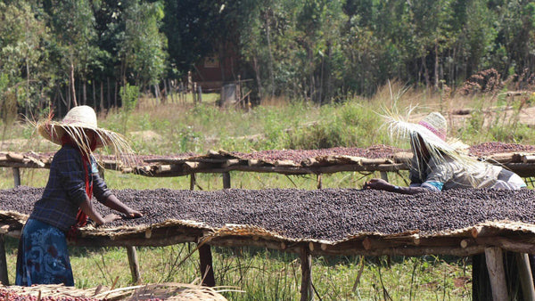 Kooperative Taramesa in Äthiopien