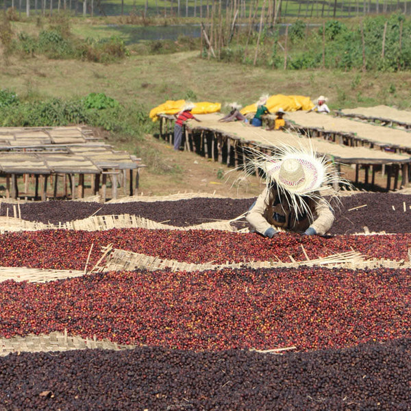 Kaffeetrocknung bei der Kooperative Taramesa in Äthiopien