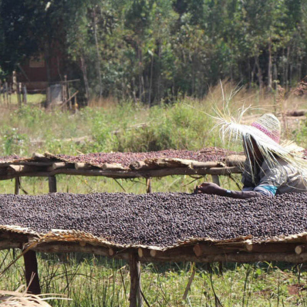 Trockentische der Kooperative Taramesa in Äthiopien